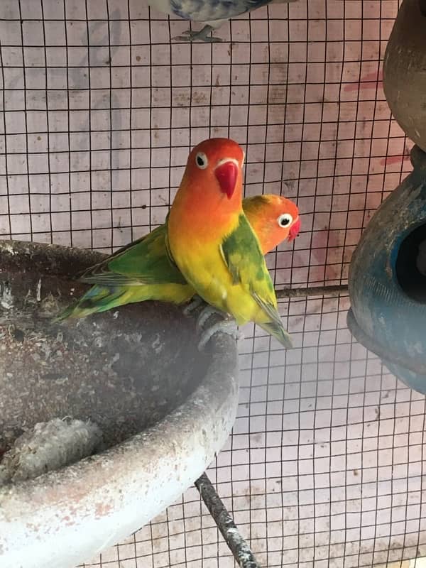 love birds breeder pair 0