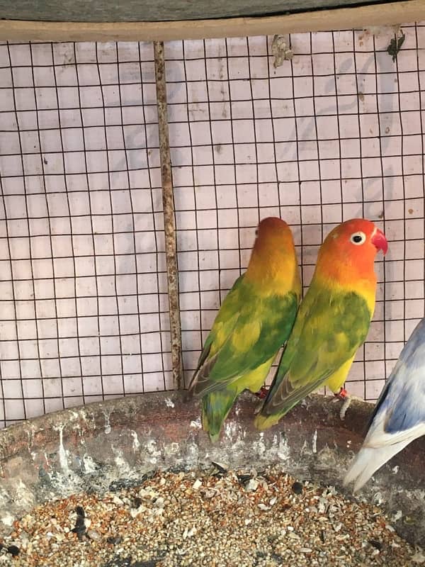 love birds breeder pair 1