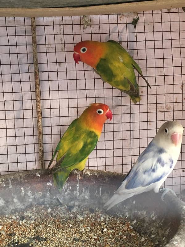 love birds breeder pair 2