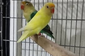 Lovebirds /albino / cremeeno/ parblue/lutino/split