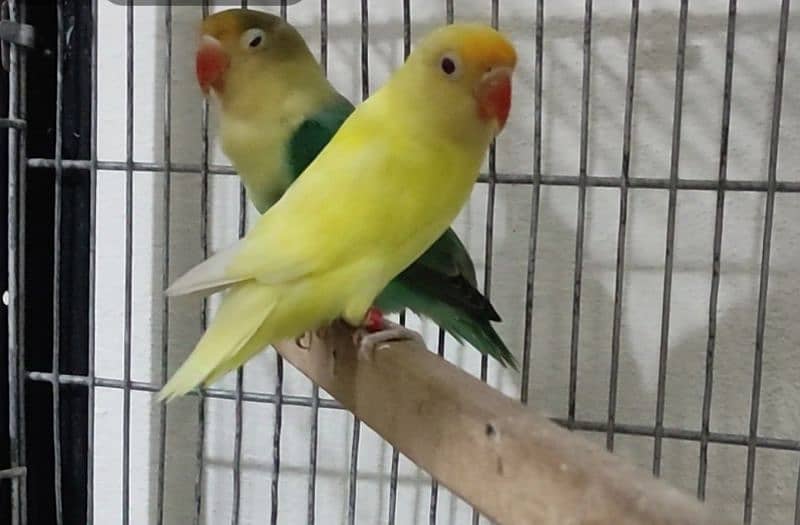 Lovebirds /albino / cremeeno/ parblue/lutino/split 0