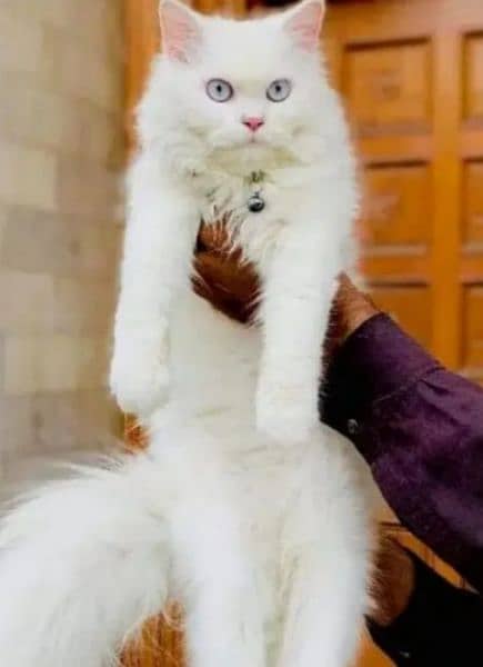 Persian cat for sale raabta number 03287625932 WhatsApp 1