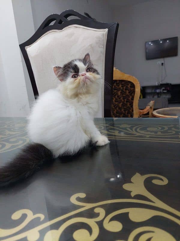 Persian cat for sale male or female my WhatsApp 0306=49=91=283 1