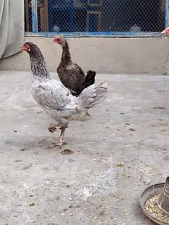 Desi Hen