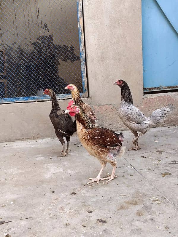 Desi Hen 1