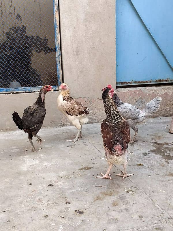 Desi Hen 2