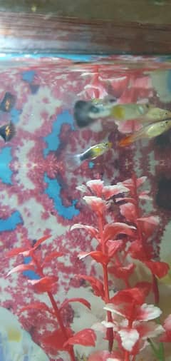 Guppies Fishes || Molly , Betta , Platy Guppies Babies/Fries