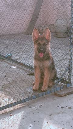 german shepherd