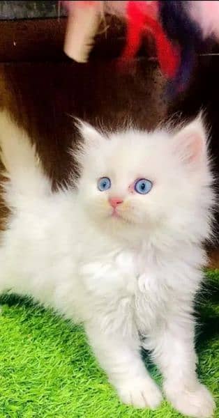 Persian cat for sale raabta number 03287625932 WhatsApp 1