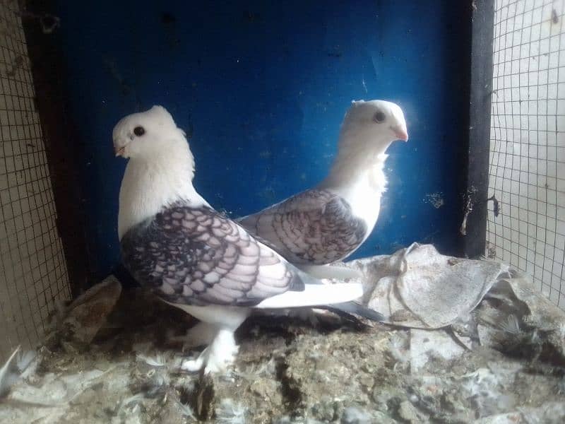 Mix pigeons sateinet pouter 0304-6522924 0