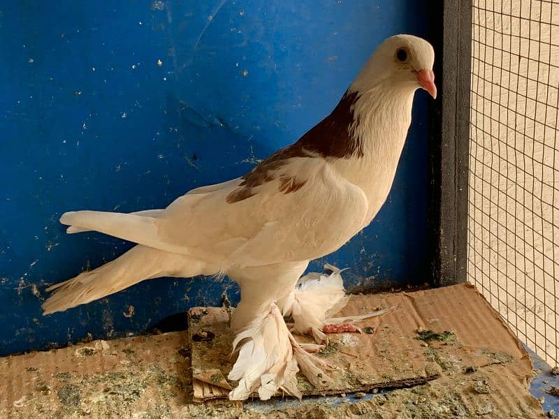 Mix pigeons sateinet pouter 0304-6522924 2