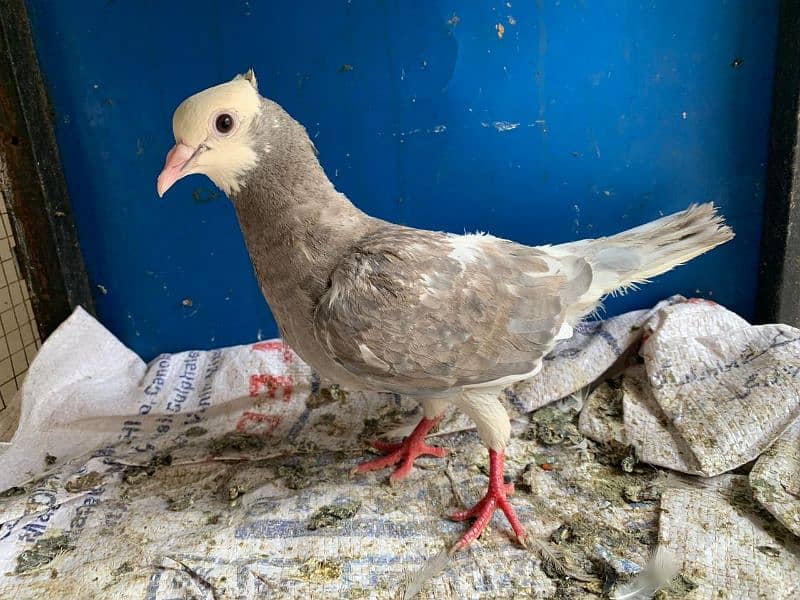 Mix pigeons sateinet pouter 0304-6522924 4