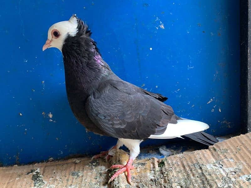 Mix pigeons sateinet pouter 0304-6522924 5