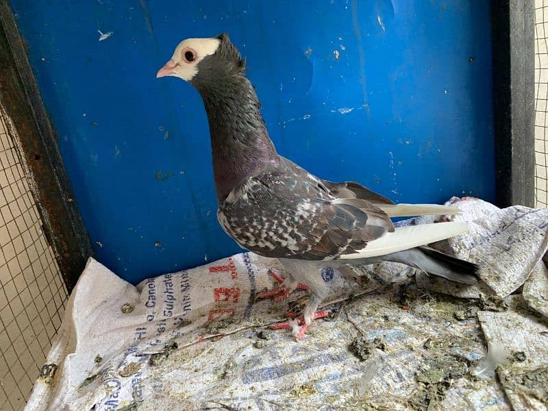 Mix pigeons sateinet pouter 0304-6522924 6