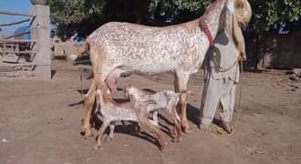 desi Bakri for sale/03492022936