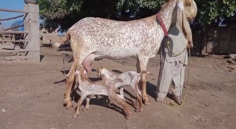 desi Bakri for sale/03492022936 0