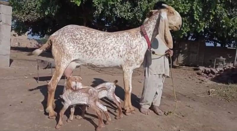 desi Bakri for sale/03492022936 1