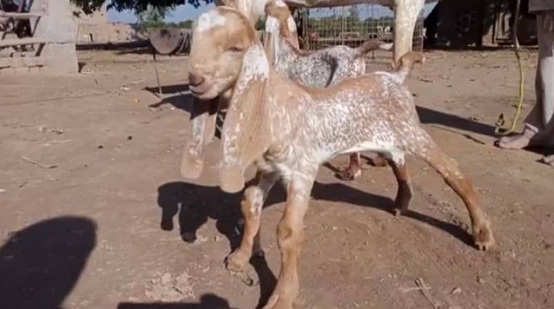 desi Bakri for sale/03492022936 2