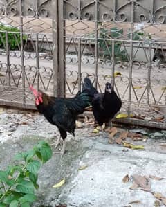 Australorp Black Hen