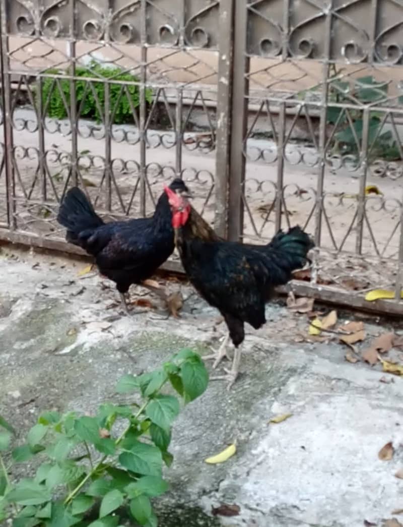 Australorp Black Hen 1