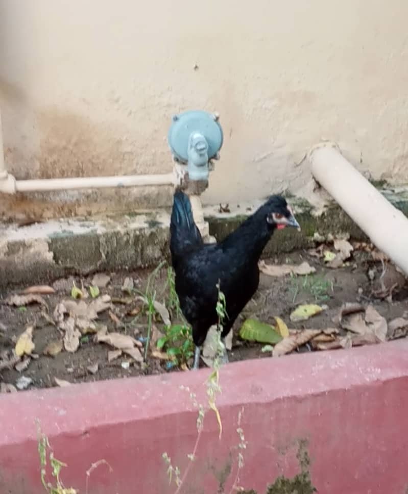 Australorp Black Hen 2