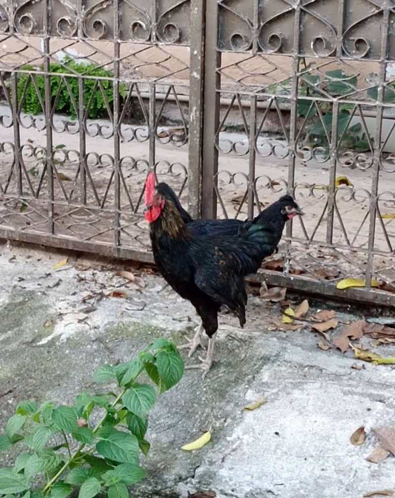 Australorp Black Hen 3