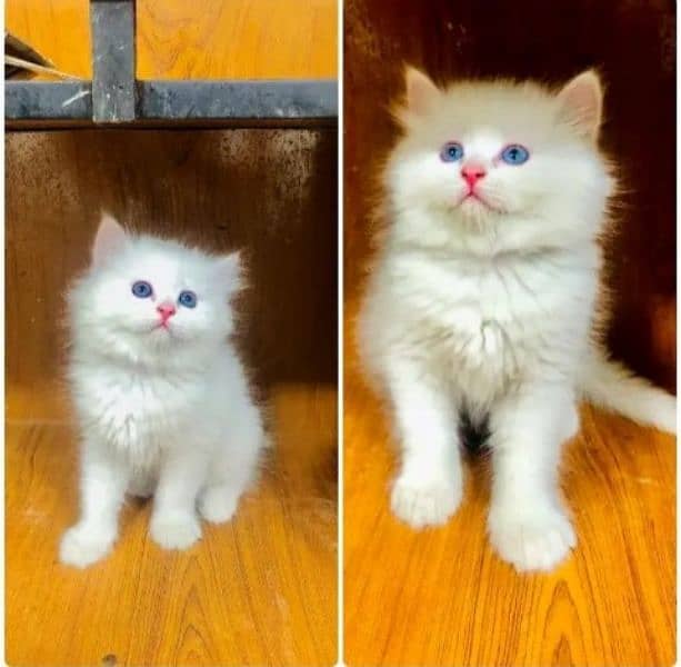 Persian cat for sale raabta number 03287625932 WhatsApp 2