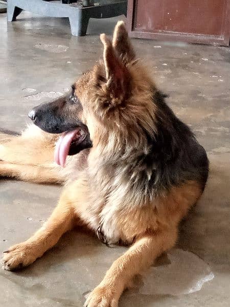 German shepherd 2