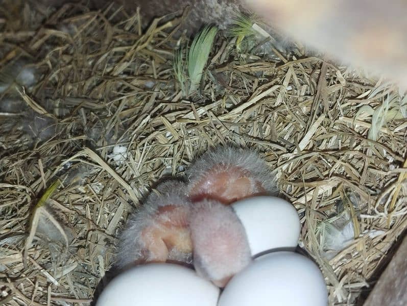 Decino vs Albino split Guaranteed Breader Pair with eggs and chicks. 1