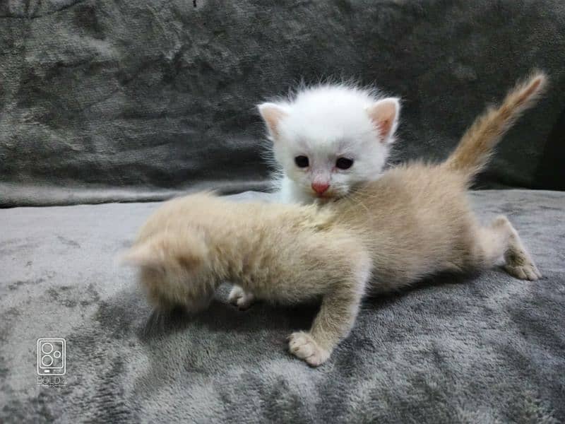 Adorable Persian kittens on adoption exchange possible with birds 0