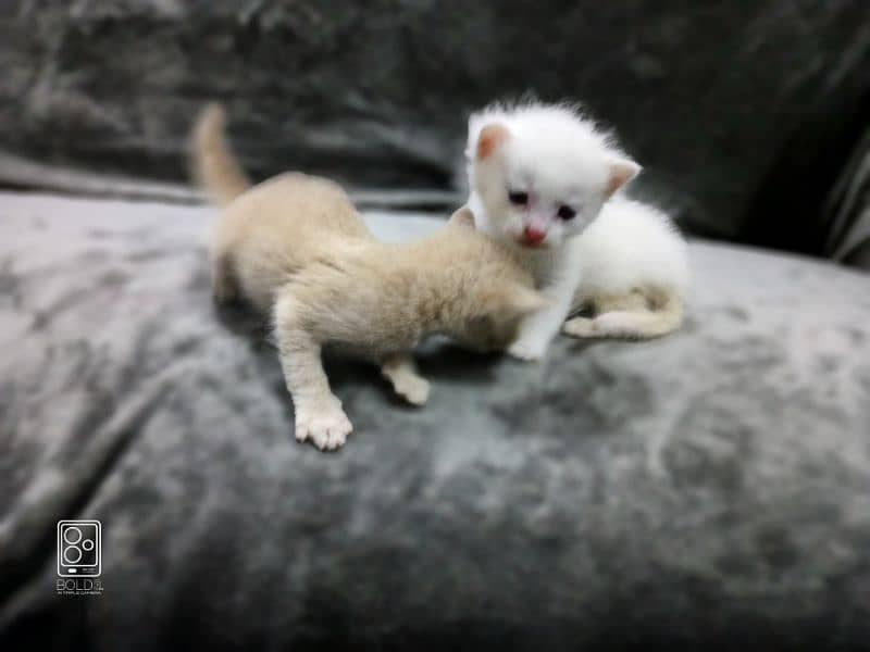 Adorable Persian kittens on adoption exchange possible with birds 1