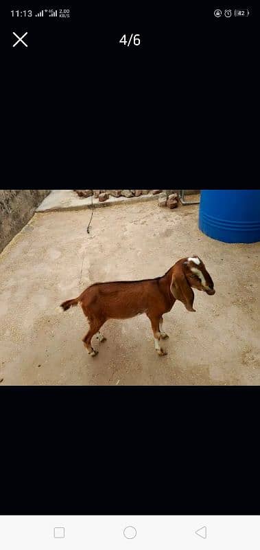 Goat | bakra | sheep | Breader | bakry | بکرا 6