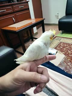 Cockatiel Chick