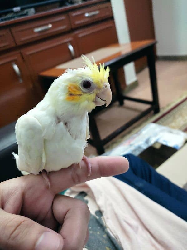 Cockatiel Chick 1