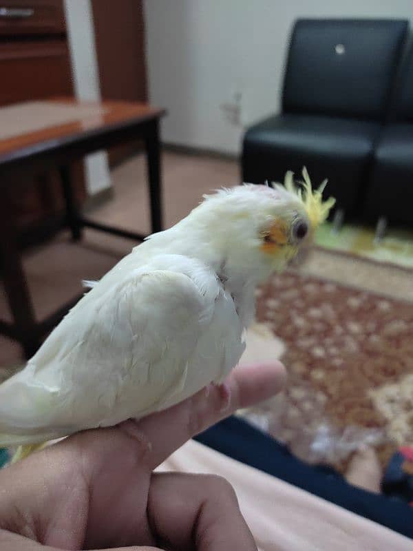 Cockatiel Chick 2