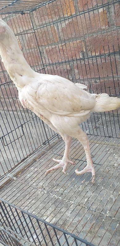 white hera aseel female age 4 to 5 months 4