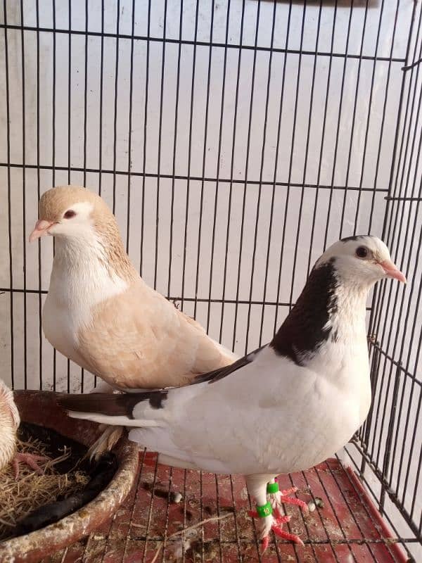 Fancy pigeon 1