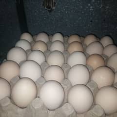 Fresh Desi eggs. RS. 1050 per30Eggs trae