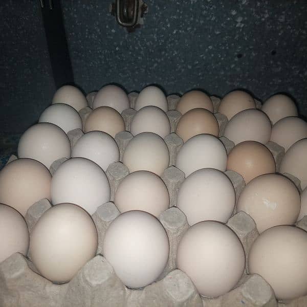 Fresh Desi eggs. RS. 1050 per30Eggs trae 0