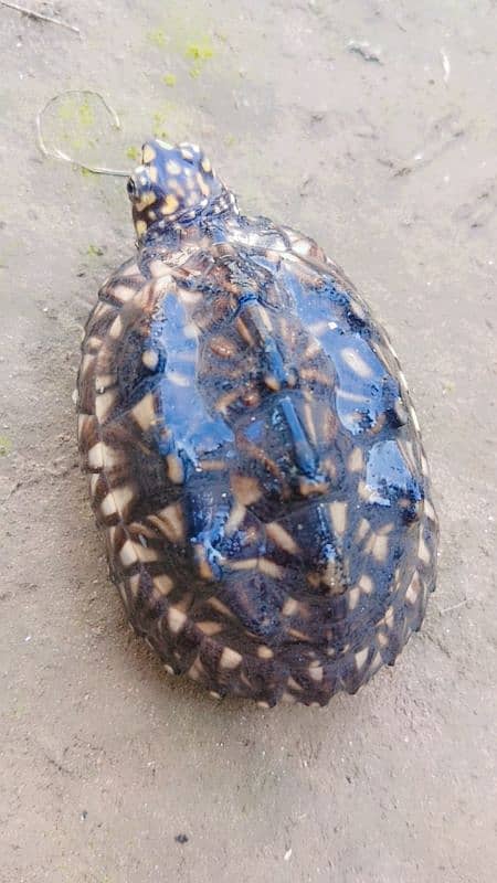 turtle 2