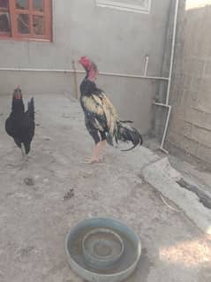 hen