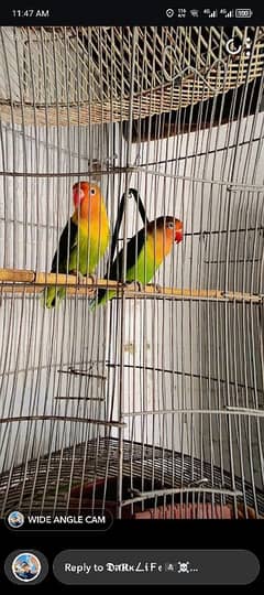 love birds