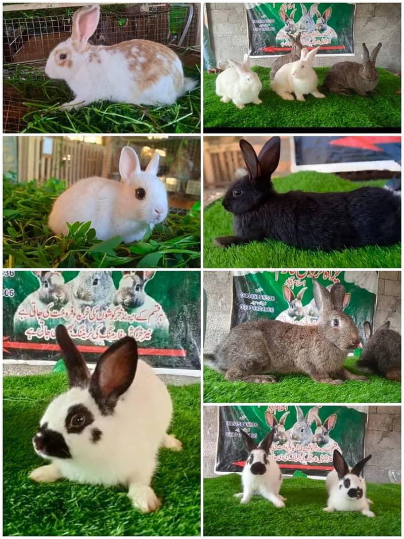 Rabbit/ rabbit for sale / jermon loop rabbit / khargosh 16