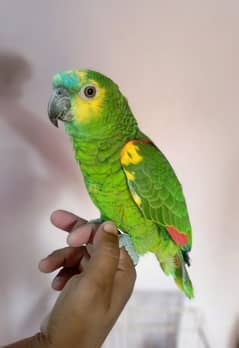 Blue Fronted Amazon