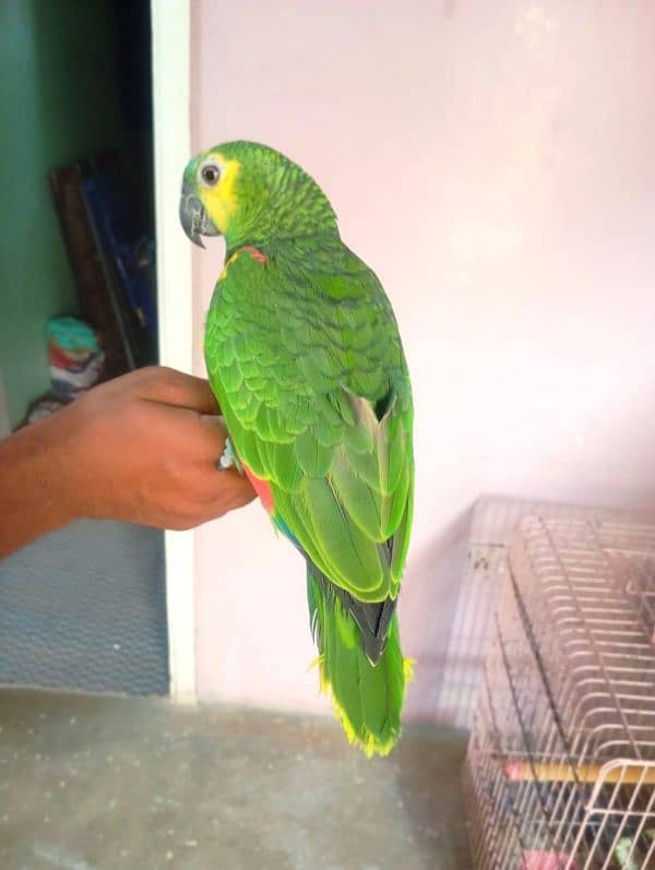 Blue Fronted Amazon 1