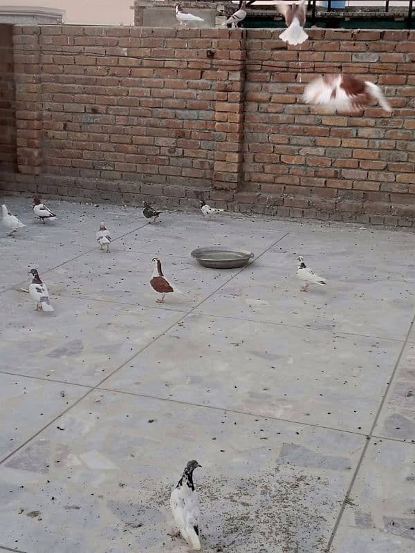 pigeon for sale in peshawar 0