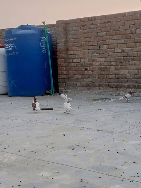 pigeon for sale in peshawar 1