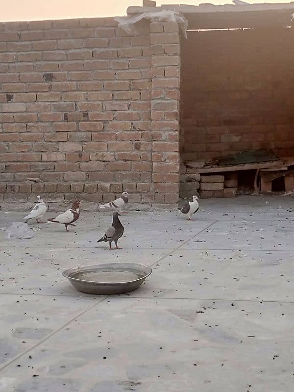 pigeon for sale in peshawar 4