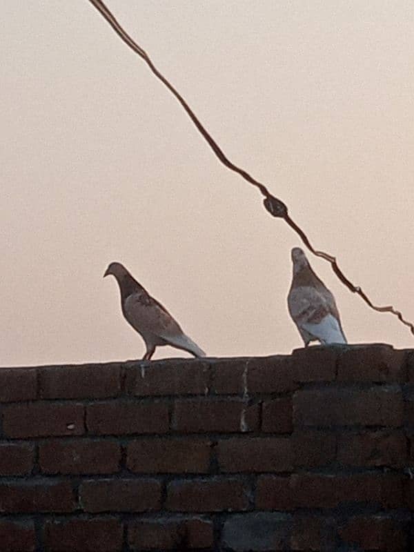 pigeon for sale in peshawar 5