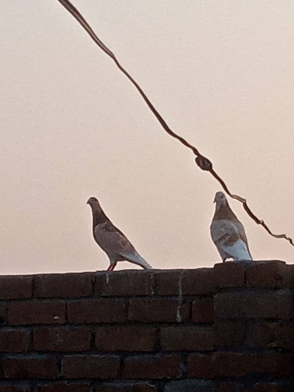 pigeon for sale in peshawar 6